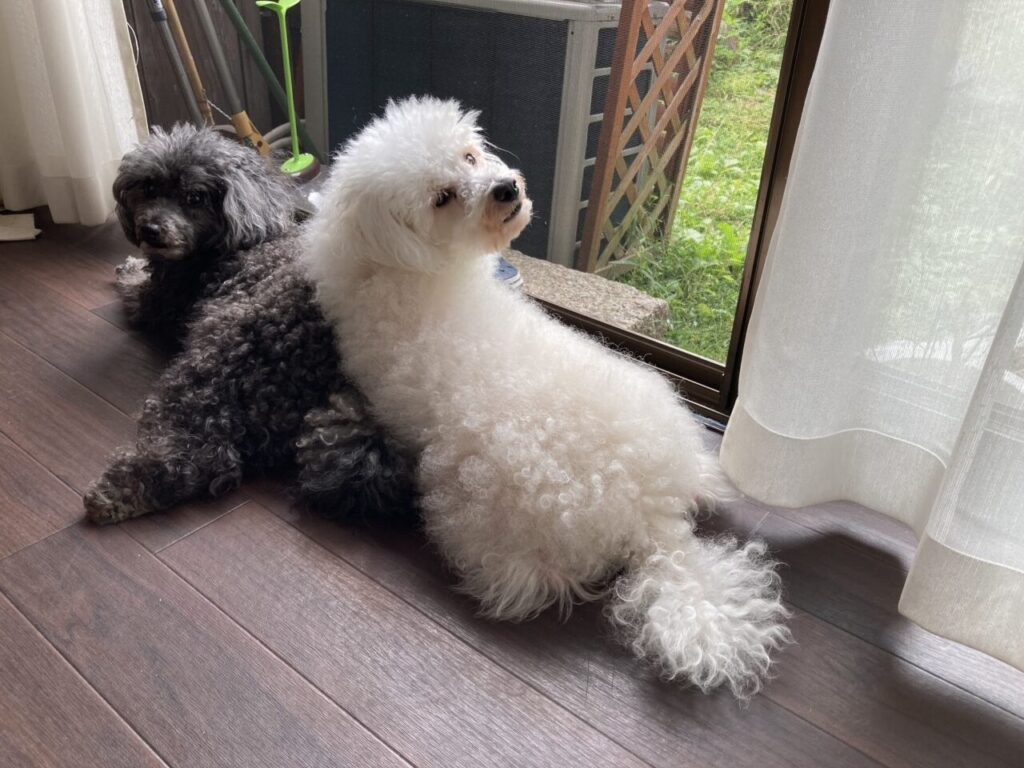 日向ぼっこする犬たち