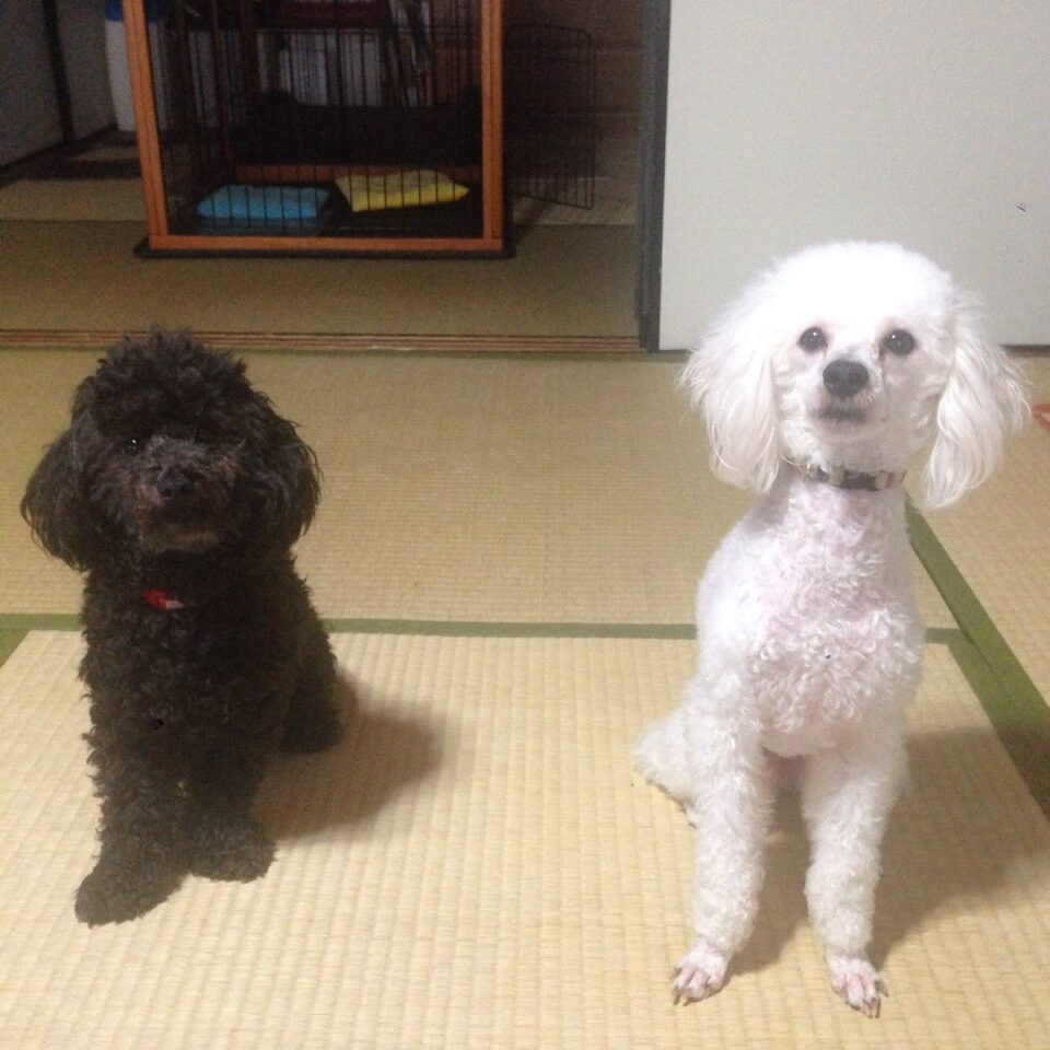 シロとクロの大きさ比較