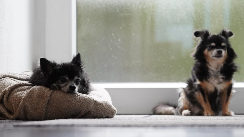 シングルコートのチワワ