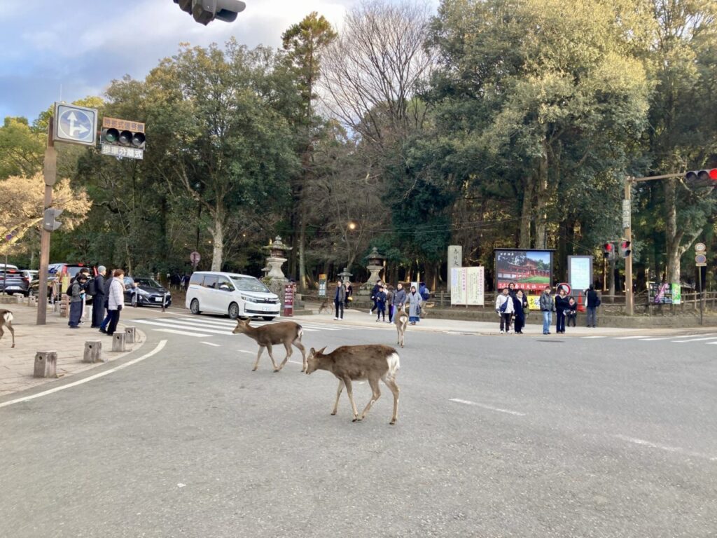 鹿の道路横断