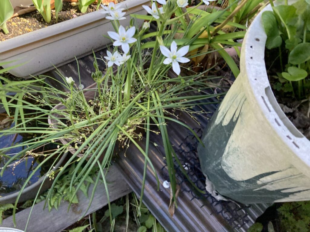 オーニソガラム