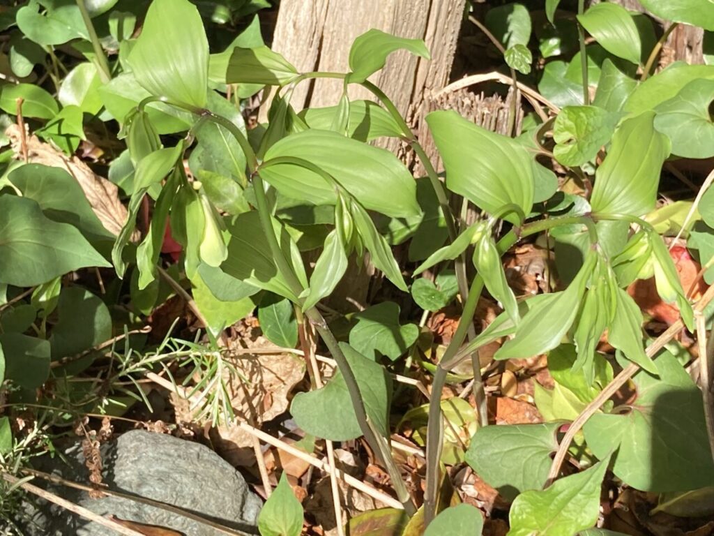 ホウチャクソウ