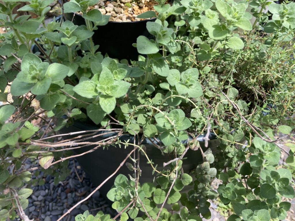 タイムとオレガノ