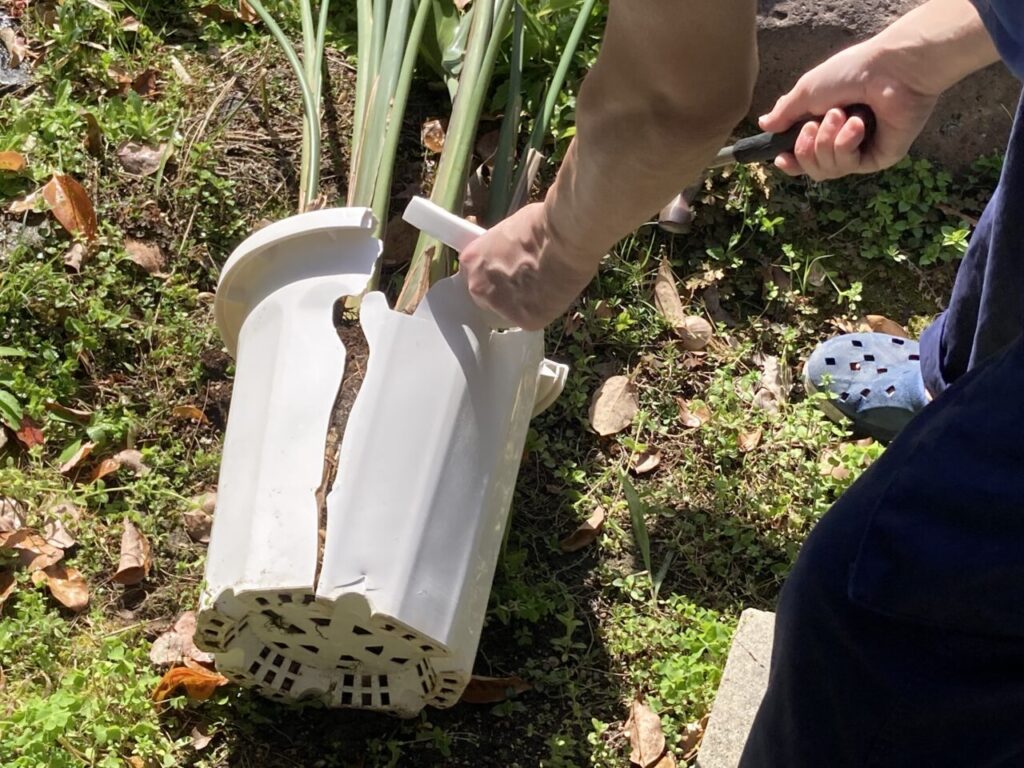 鉢を割って植え替え