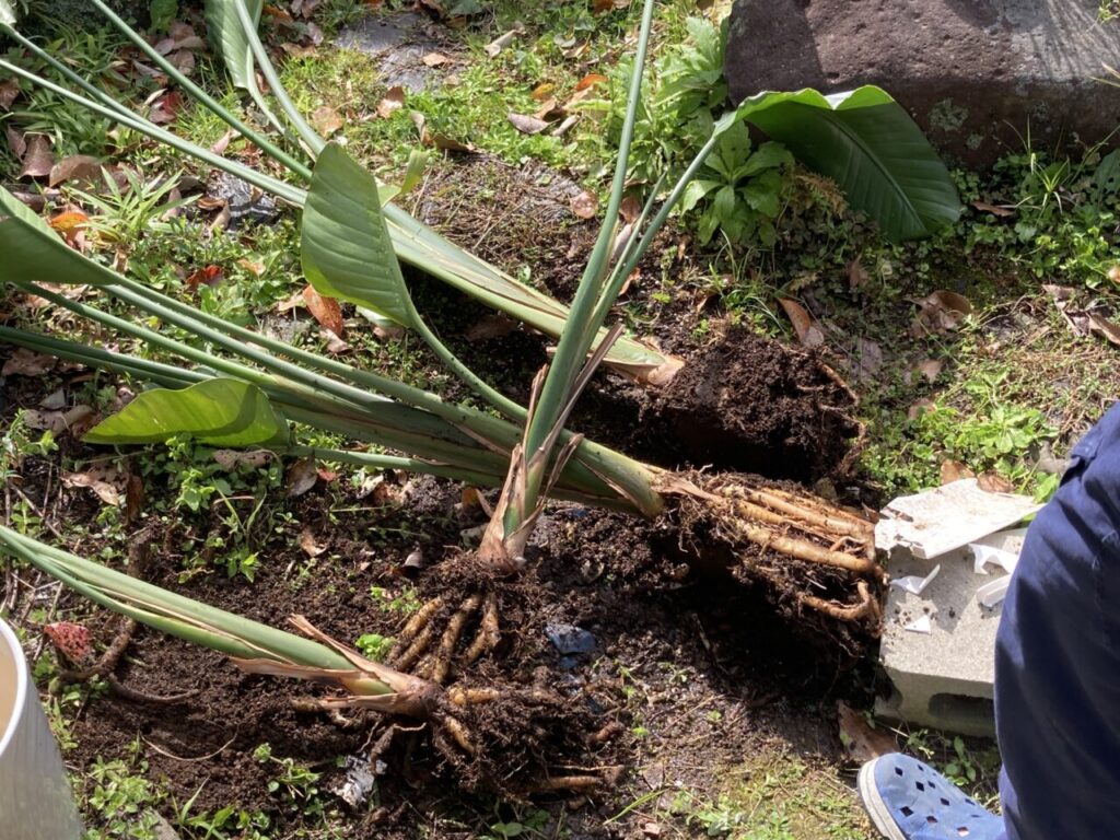 観葉植物オーガスタ植え替え
