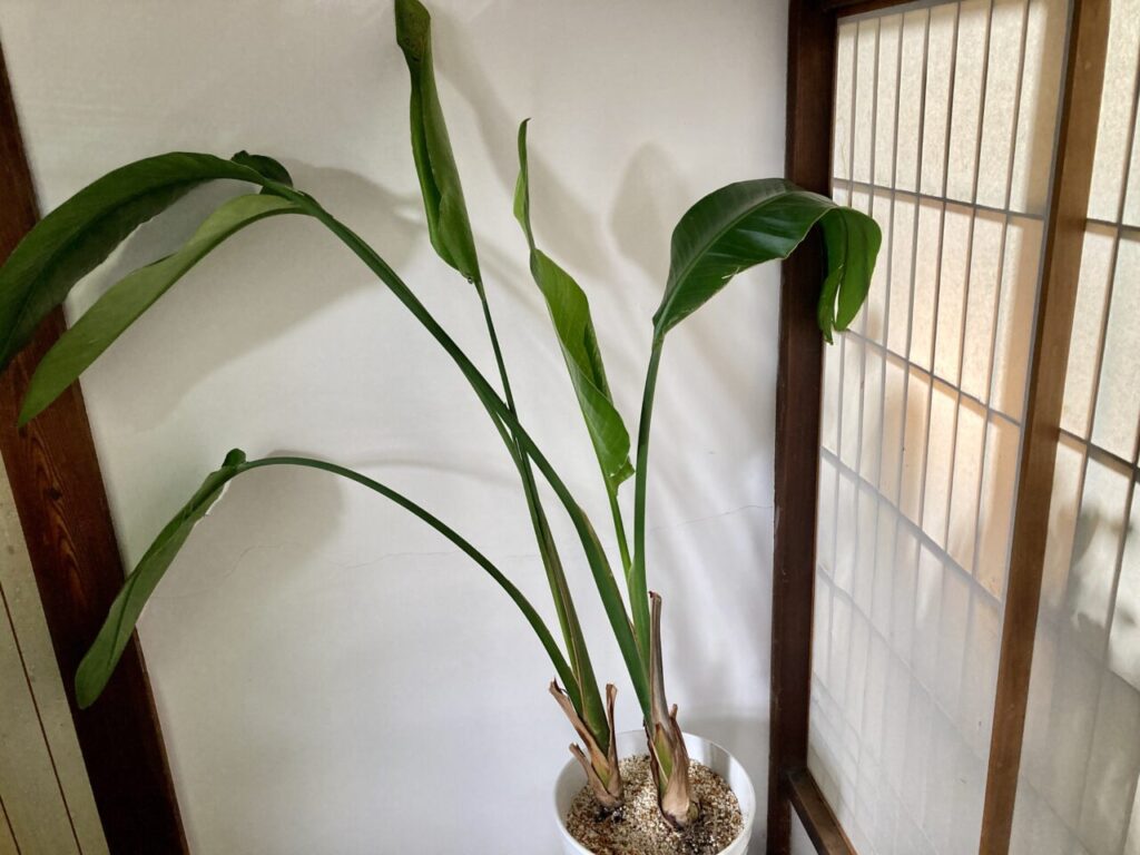 植え替え後のオーガスタ