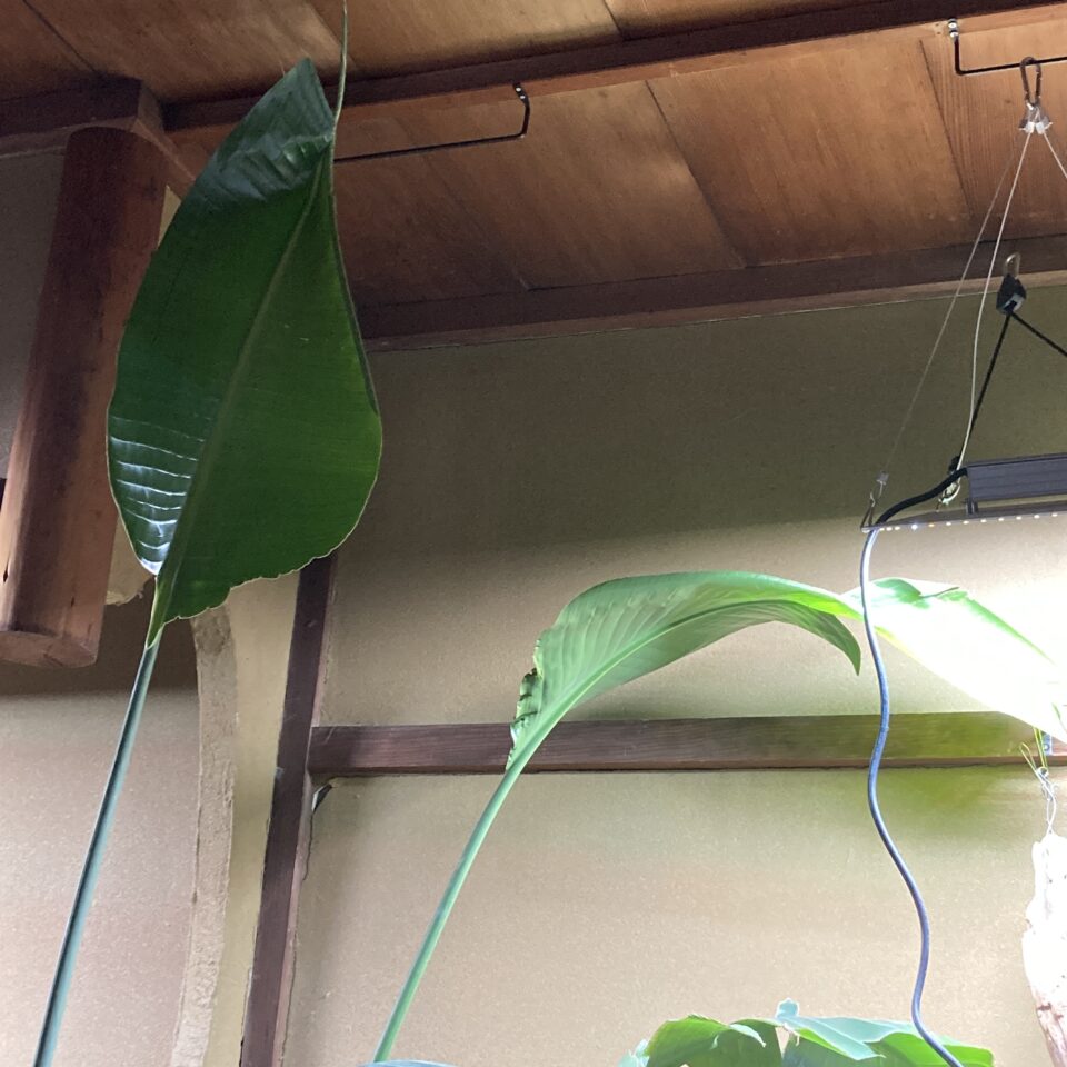 天上につくオーガスタ